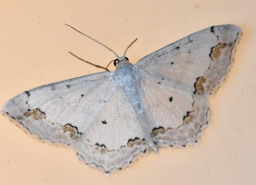 Réf. 310 164 : Scopula ornata